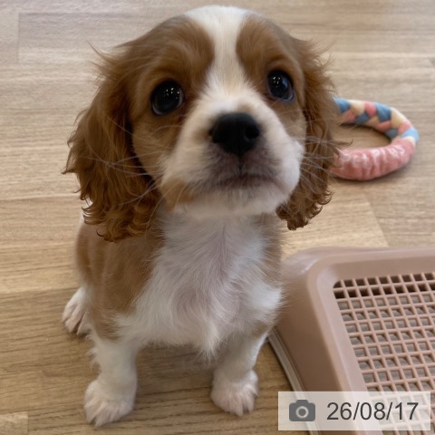 神奈川県のキャバリアキングチャールズスパニエル (ペットプラス テラスモール湘南店/2026年6月12日生まれ/男の子/ブレンハイム)の子犬の3枚目の画像