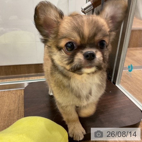 埼玉県のチワワ(ロング) (ペッツワン 吉川美南店/2026年6月13日生まれ/男の子/レッドホワイト)の子犬の4枚目の画像