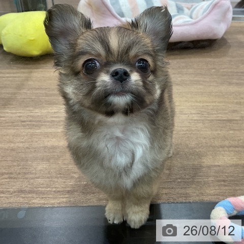 埼玉県のチワワ(ロング) (ペッツワン 吉川美南店/2026年6月13日生まれ/男の子/レッドホワイト)の子犬の3枚目の画像