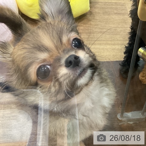 埼玉県のチワワ(ロング) (ペッツワン 吉川美南店/2026年6月13日生まれ/男の子/レッドホワイト)の子犬の3枚目の画像