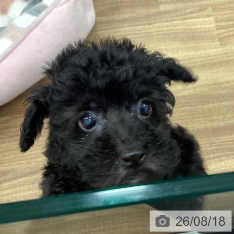 茨城県のトイプードル(トイ) (ペッツワン 古河店/2026年6月11日生まれ/男の子/ブラック)の子犬の4枚目の画像