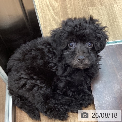茨城県のトイプードル(トイ) (ペッツワン 古河店/2026年6月11日生まれ/男の子/ブラック)の子犬の3枚目の画像