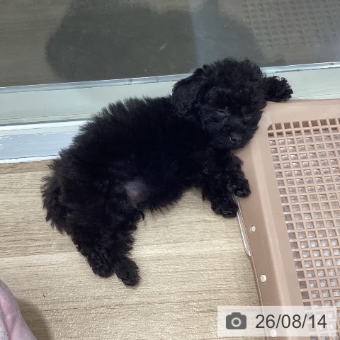 茨城県のトイプードル(トイ) (ペッツワン 阿見店/2026年6月11日生まれ/男の子/ブラック)の子犬の4枚目の画像