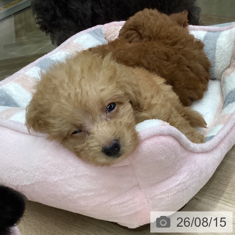 福島県のトイプードル(トイ) (ペットプラス 福島店/2026年6月11日生まれ/男の子/アプリコット)の子犬の4枚目の画像