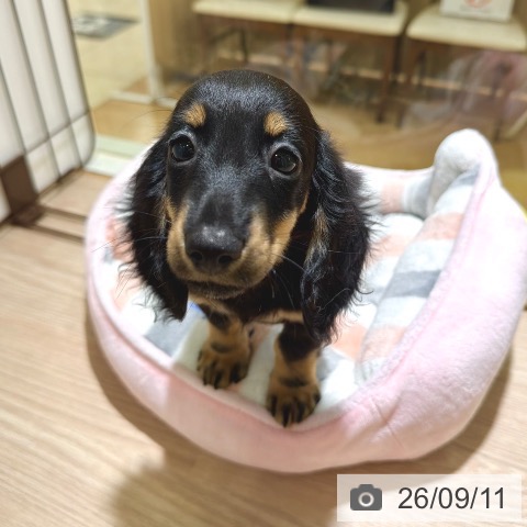 埼玉県のミニチュアダックスフンド(ロング) (ペットプラス 上尾店/2026年6月13日生まれ/男の子/ブラックタン)の子犬の3枚目の画像