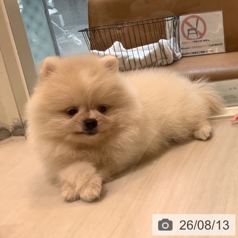 ポメラニアンの写真