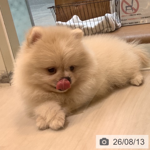 ポメラニアンの写真