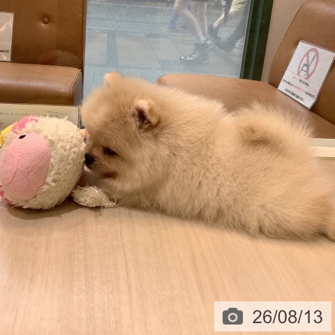 ポメラニアンの写真