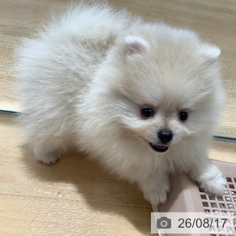 埼玉県のポメラニアン (ペットプラス 羽生店/2026年6月10日生まれ/女の子/クリーム)の子犬の4枚目の画像