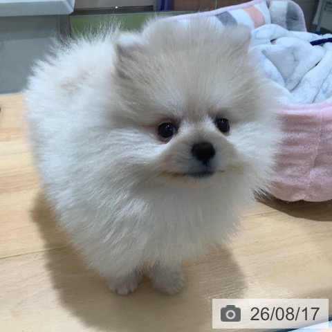 埼玉県のポメラニアン (ペットプラス 羽生店/2026年6月10日生まれ/女の子/クリーム)の子犬の3枚目の画像