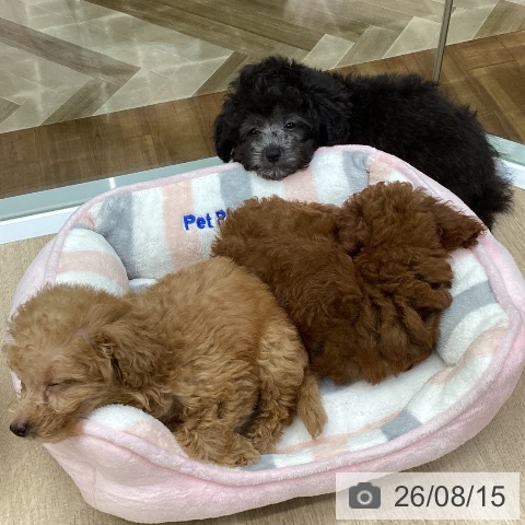 福島県のトイプードル(トイ) (ペットプラス 福島店/2026年6月11日生まれ/男の子/シルバー)の子犬の3枚目の画像