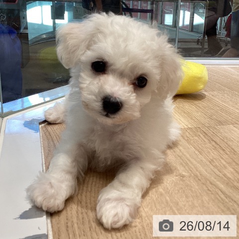 東京都のビションフリーゼ (ペットプラス むさし村山店/2026年6月6日生まれ/男の子/ホワイト)の子犬の4枚目の画像
