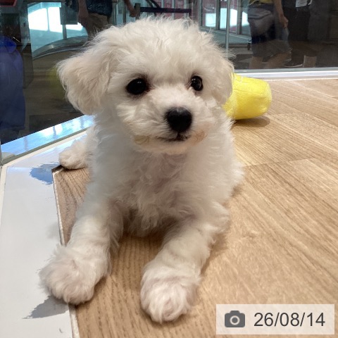 東京都のビションフリーゼ (ペットプラス むさし村山店/2026年6月6日生まれ/男の子/ホワイト)の子犬の3枚目の画像