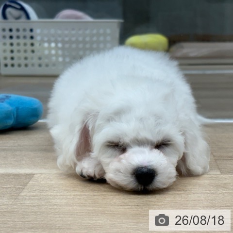 東京都のビションフリーゼ (ペットプラス むさし村山店/2026年6月6日生まれ/男の子/ホワイト)の子犬の4枚目の画像