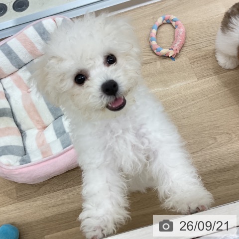 神奈川県のビションフリーゼ (ペットプラス アミーゴ藤沢店/2026年6月6日生まれ/女の子/ホワイト)の子犬の3枚目の画像