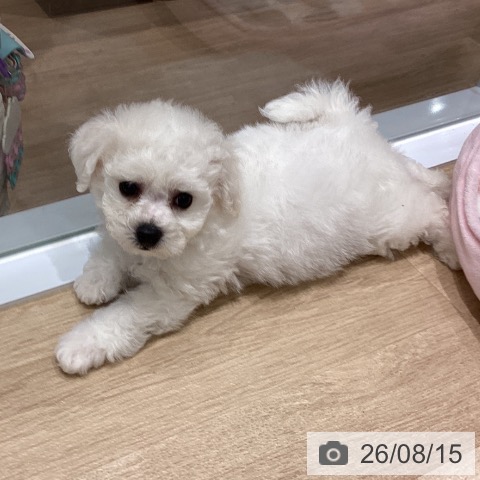 宮城県のビションフリーゼ (ペットプラス 名取店/2026年6月11日生まれ/男の子/ホワイト)の子犬の4枚目の画像