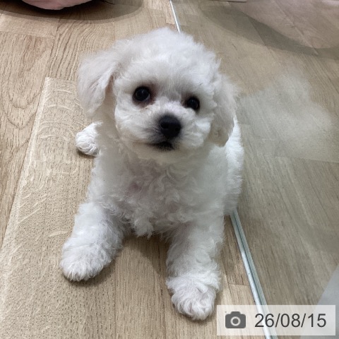 宮城県のビションフリーゼ (ペットプラス 名取店/2026年6月11日生まれ/男の子/ホワイト)の子犬の3枚目の画像