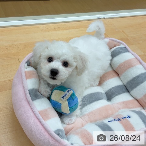 埼玉県のビションフリーゼ (ペットプラス 浦和美園店/2026年6月11日生まれ/男の子/ホワイト)の子犬の3枚目の画像