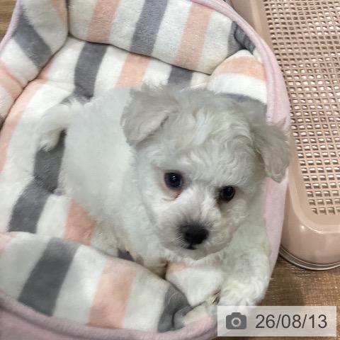 埼玉県のビションフリーゼ (ペッツワン 新座店/2026年6月12日生まれ/男の子/ホワイト)の子犬の4枚目の画像