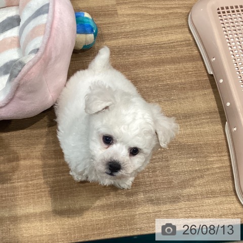 埼玉県のビションフリーゼ (ペッツワン 新座店/2026年6月12日生まれ/男の子/ホワイト)の子犬の3枚目の画像