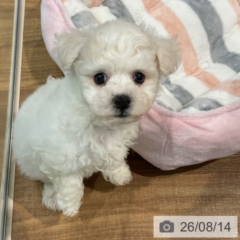 埼玉県のビションフリーゼ (ペッツワン 新座店/2026年6月12日生まれ/男の子/ホワイト)の子犬の4枚目の画像