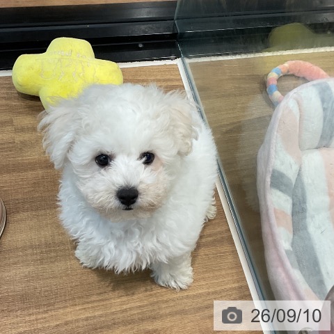 埼玉県のビションフリーゼ (ペッツワン 新座店/2026年6月12日生まれ/男の子/ホワイト)の子犬の4枚目の画像