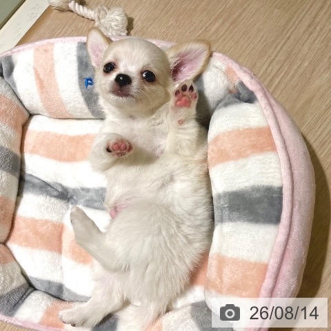 東京都のチワワ(ロング) (ペットプラス 板橋店/2026年6月12日生まれ/男の子/ホワイトクリーム)の子犬の4枚目の画像