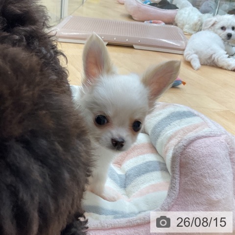 チワワの写真