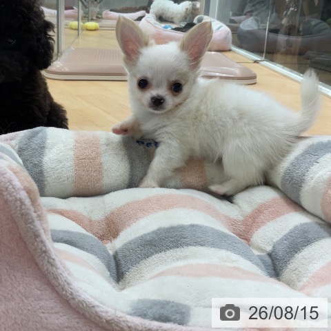 チワワの写真