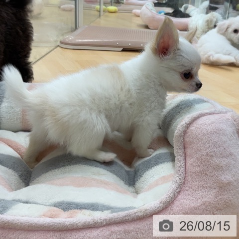 埼玉県のチワワ(ロング) (ペットプラス 浦和美園店/2026年6月12日生まれ/男の子/ホワイトクリーム)の子犬の4枚目の画像