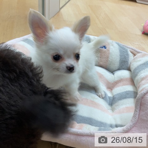 埼玉県のチワワ(ロング) (ペットプラス 浦和美園店/2026年6月12日生まれ/男の子/ホワイトクリーム)の子犬の3枚目の画像
