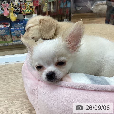 埼玉県のチワワ(ロング) (ペットプラス 八潮店/2026年6月12日生まれ/男の子/ホワイトクリーム)の子犬の3枚目の画像