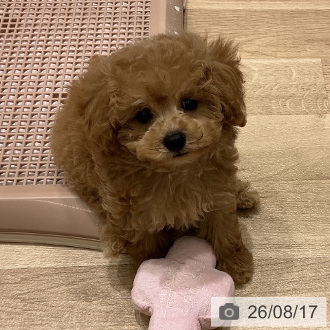 宮城県のトイプードル(トイ) (ペットプラス 名取店/2026年6月14日生まれ/男の子/アプリコット)の子犬の3枚目の画像
