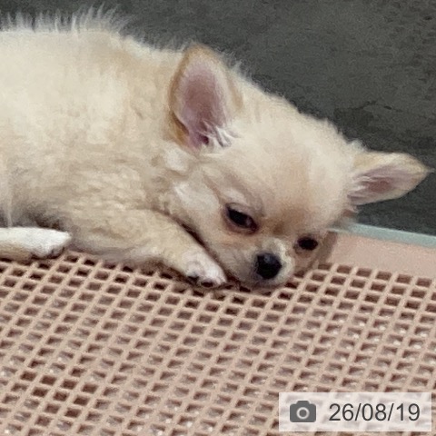 茨城県のチワワ(ロング) (ペッツワン つくば店/2026年6月3日生まれ/男の子/クリーム)の子犬の4枚目の画像