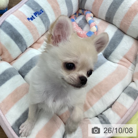 茨城県のチワワ(ロング) (ペッツワン つくば店/2026年6月3日生まれ/男の子/クリーム)の子犬の4枚目の画像
