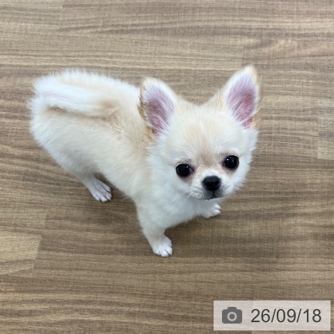 茨城県のチワワ(ロング) (ペッツワン つくば店/2026年6月3日生まれ/男の子/クリーム)の子犬の3枚目の画像