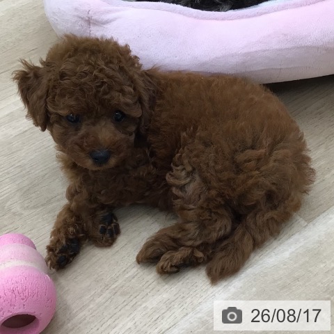 福島県のトイプードル(トイ) (ペットプラス 福島店/2026年6月14日生まれ/男の子/レッド)の子犬の3枚目の画像