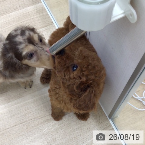 福島県のトイプードル(トイ) (ペットプラス 福島店/2026年6月14日生まれ/男の子/レッド)の子犬の4枚目の画像
