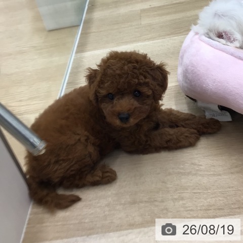 福島県のトイプードル(トイ) (ペットプラス 福島店/2026年6月14日生まれ/男の子/レッド)の子犬の3枚目の画像