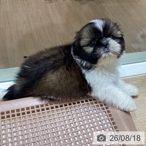 宮城県のシーズー (ペットプラス 仙台上杉店/2026年6月7日生まれ/女の子/ゴールドホワイト)の子犬の4枚目の画像