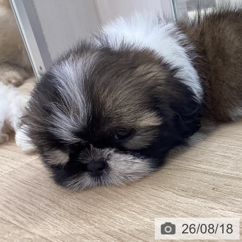 宮城県のシーズー (ペットプラス 仙台上杉店/2026年6月7日生まれ/女の子/ゴールドホワイト)の子犬の3枚目の画像