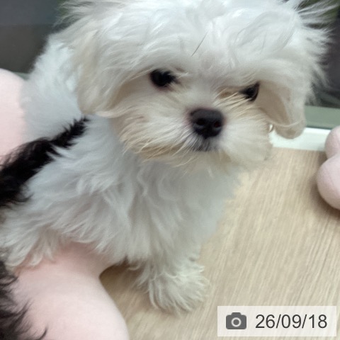 千葉県のマルチーズ (ペットプラス 幕張新都心店/2026年6月9日生まれ/男の子/ホワイト)の子犬の4枚目の画像