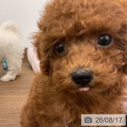 千葉県のトイプードル(トイ) (ペッツワン 千葉ニュータウン店/2026年6月15日生まれ/男の子/レッド)の子犬の3枚目の画像