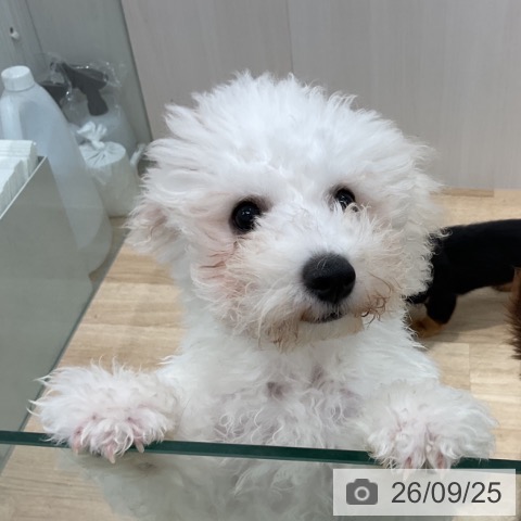 群馬県のビションフリーゼ (ペットプラス イオンモール太田店/2026年6月15日生まれ/男の子/ホワイト)の子犬の3枚目の画像