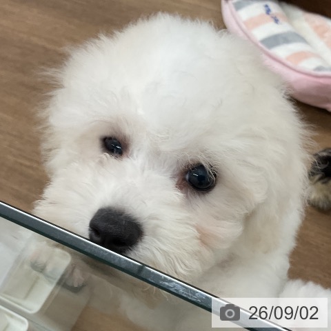 茨城県のビションフリーゼ (ペッツワン 阿見店/2026年6月15日生まれ/男の子/ホワイト)の子犬の3枚目の画像