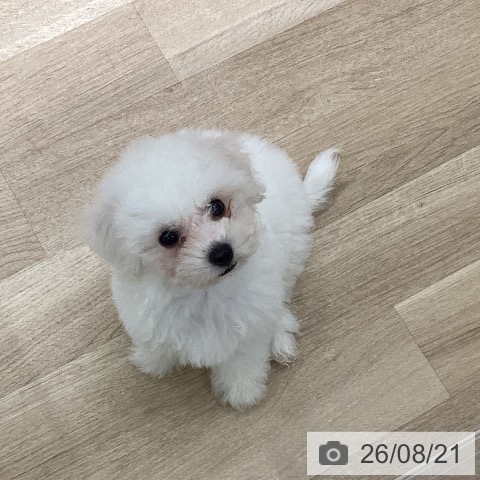 宮城県のビションフリーゼ (ペットプラス 仙台上杉店/2026年6月15日生まれ/女の子/ホワイト)の子犬の4枚目の画像