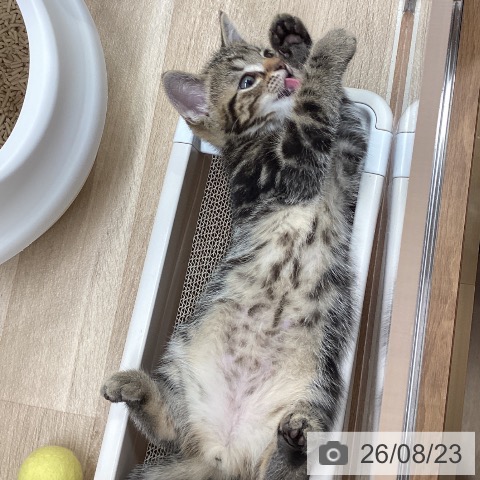宮城県のアメリカンショートヘアー (ペットプラス 仙台上杉店/2026年6月12日生まれ/男の子/ブラウンタビー)の子猫の4枚目の画像