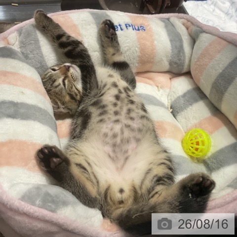 埼玉県のアメリカンショートヘアー (ペットプラス コクーンシティ店/2026年6月12日生まれ/男の子/ブラウンタビー)の子猫の3枚目の画像