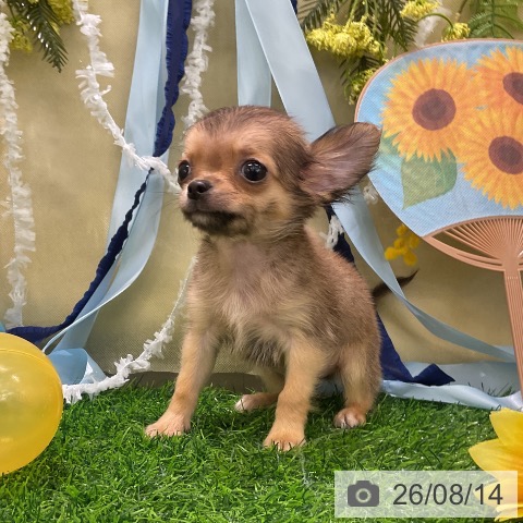 チワワの写真