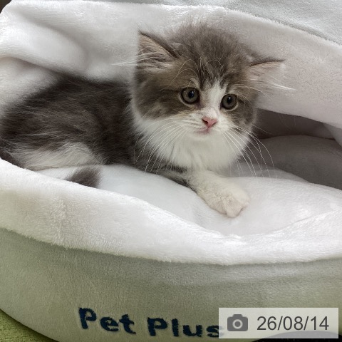埼玉県のマンチカン (ペットプラス 川口店/2026年6月3日生まれ/男の子/ブルータビーホワイト)の子猫の4枚目の画像